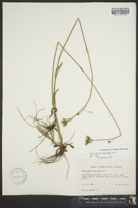 Hieracium paniculatum image