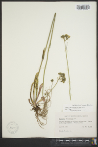 Hieracium paniculatum image