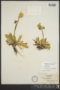 Hieracium paniculatum image