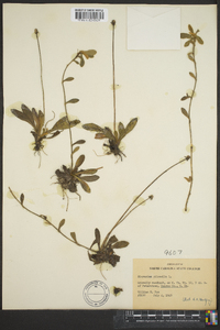 Hieracium paniculatum image