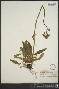 Hieracium caespitosum image