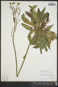 Hieracium caespitosum image