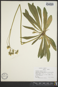 Hieracium caespitosum image