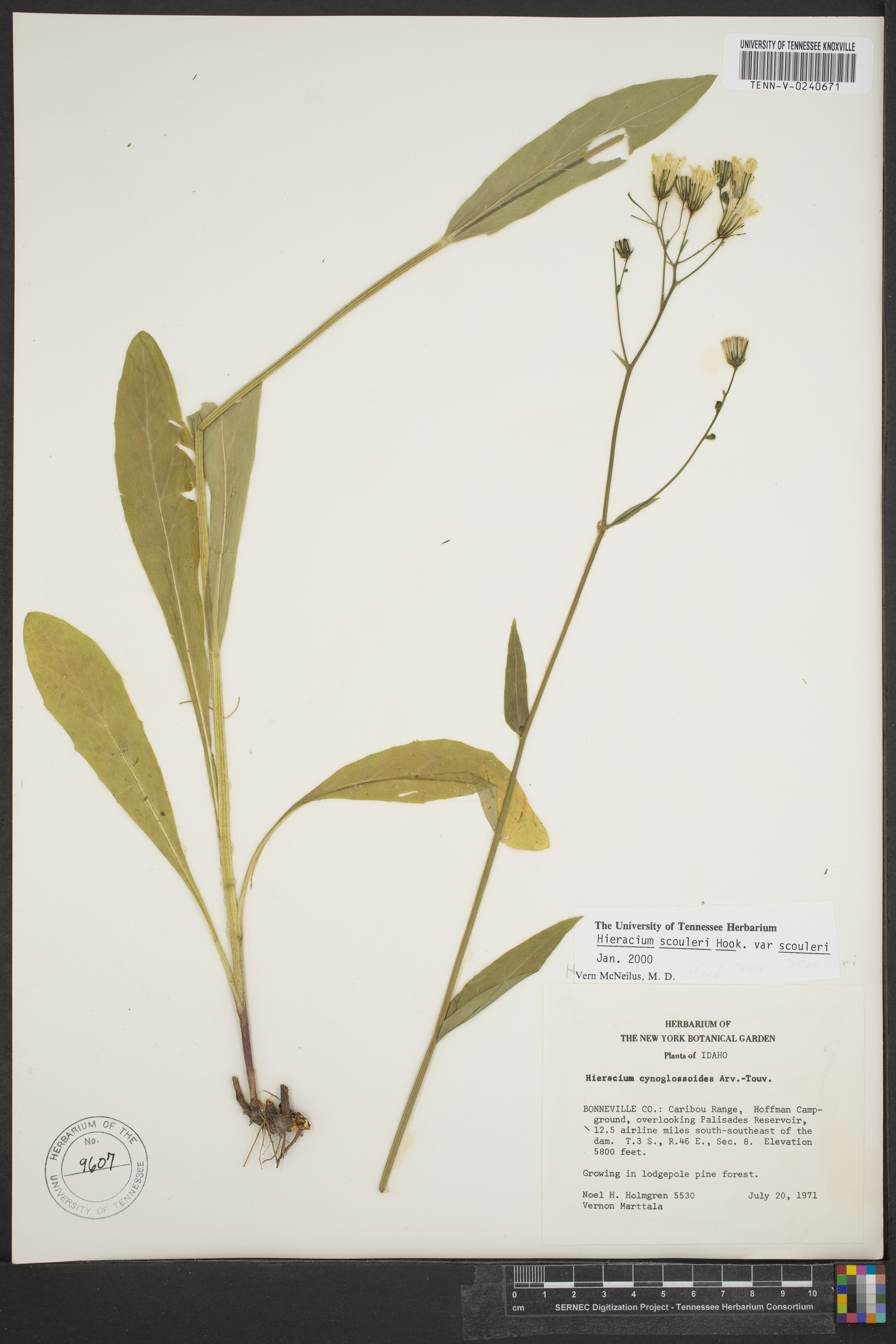 Hieracium scouleri var. scouleri image