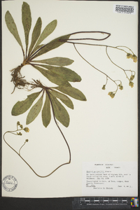 Hieracium traillii image