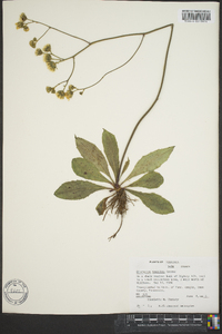 Hieracium traillii image