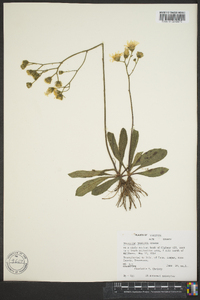 Hieracium traillii image