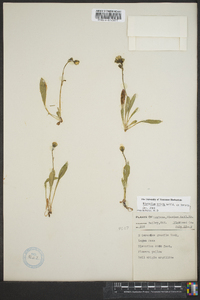 Hieracium triste image