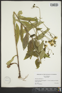 Hieracium umbellatum image