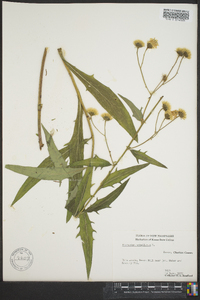 Hieracium umbellatum image