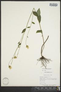 Hieracium umbellatum image