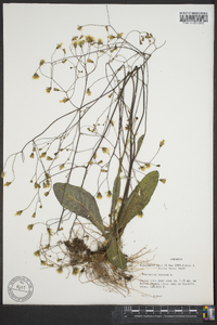 Hieracium venosum image