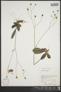 Hieracium venosum image