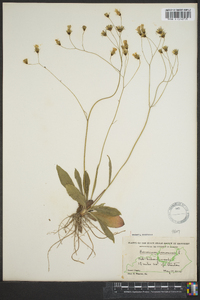 Hieracium venosum image