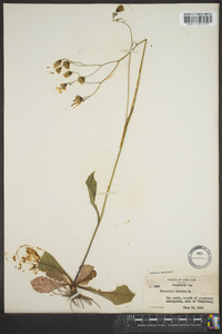 Hieracium venosum image