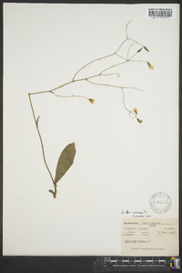 Hieracium venosum image
