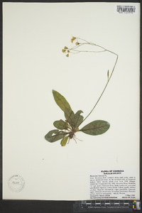 Hieracium venosum image