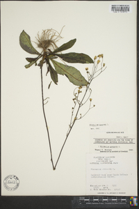 Hieracium venosum image