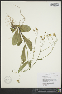 Hieracium venosum image