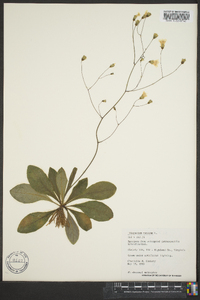 Hieracium venosum image