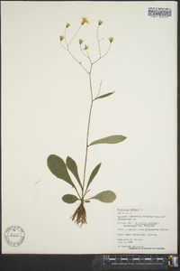 Hieracium venosum image