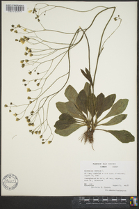 Hieracium venosum image