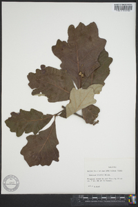 Quercus bicolor image