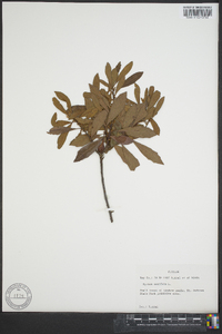 Myrica cerifera image