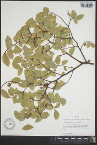 Ulmus crassifolia image