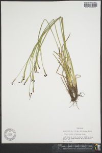 Sisyrinchium atlanticum image