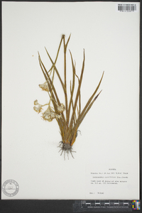 Lachnanthes caroliniana image