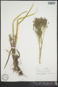 Lophiola americana image