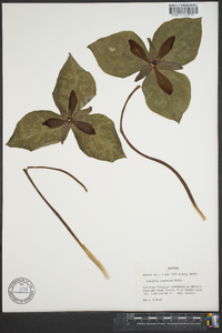 Trillium cuneatum image