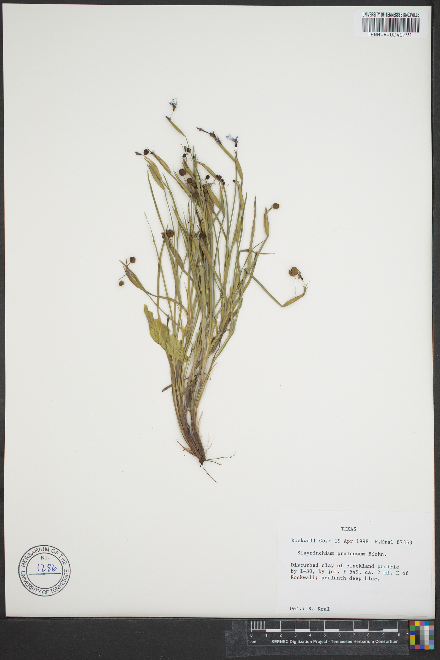 Sisyrinchium pruinosum image
