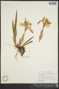 Iris verna image