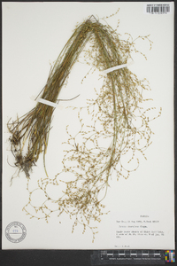 Juncus abortivus image