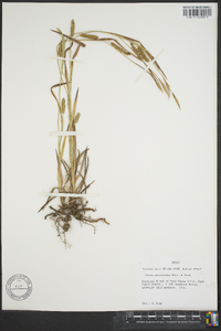 Carex microdonta image