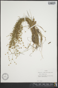 Juncus debilis image