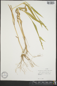 Urochloa texana image