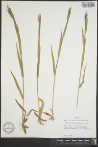 Panicum praecocius image