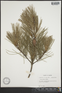 Pinus glabra image