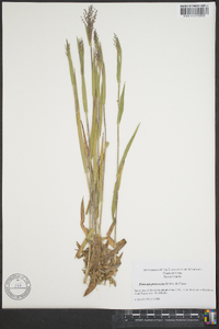 Panicum praecocius image