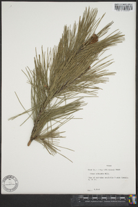 Pinus echinata image