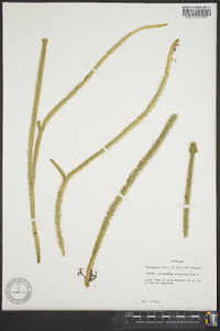 Lycopodiella alopecuroides image