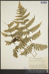 Cornopteris decurrenti-alata image