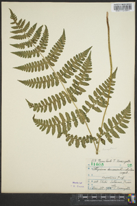 Cornopteris decurrenti-alata image