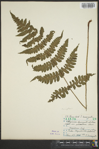 Cornopteris decurrenti-alata image