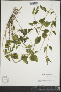 Urtica chamaedryoides image