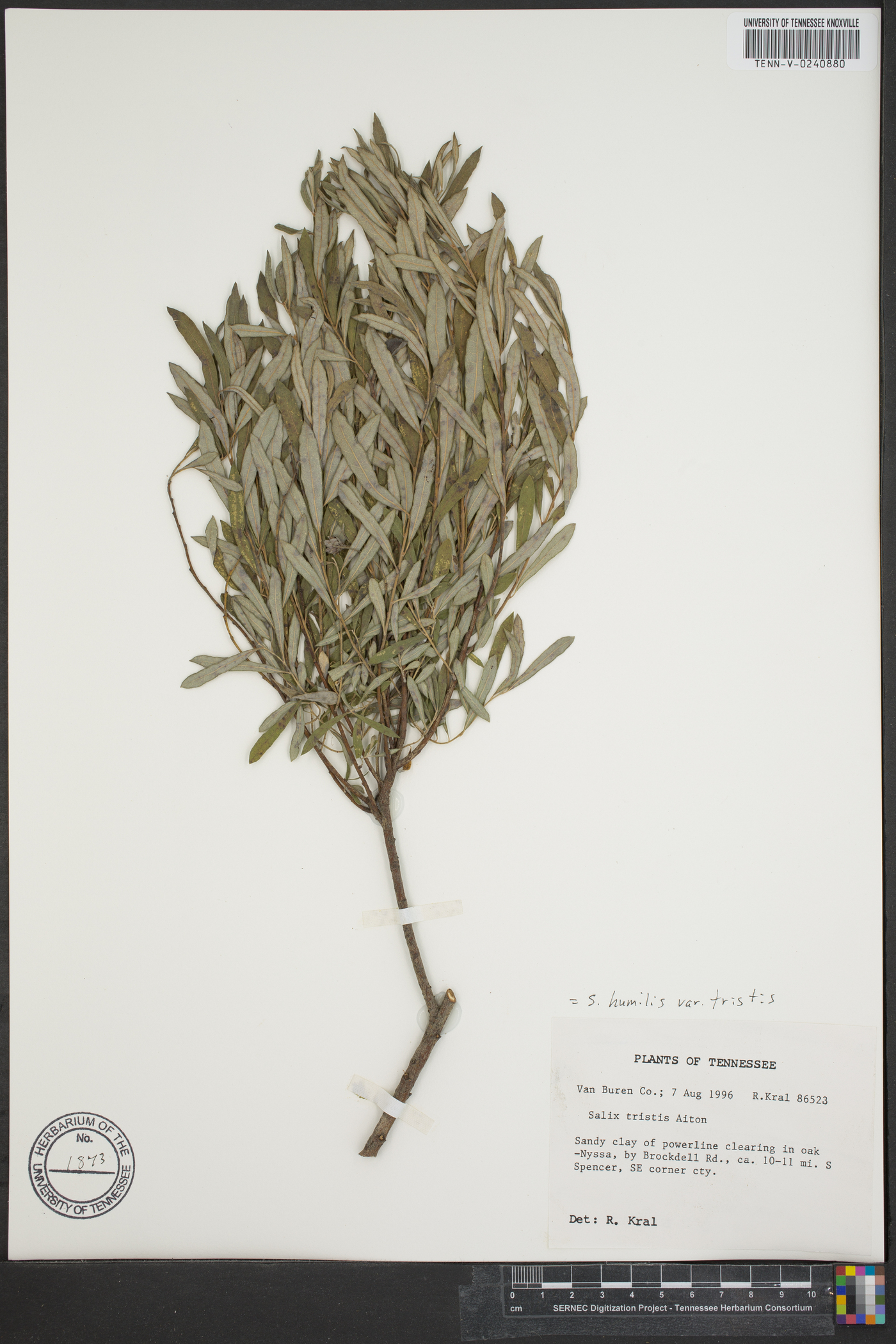 Salix tristis image