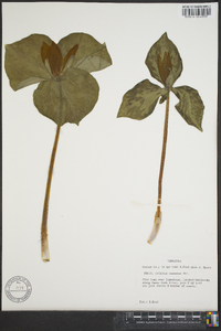 Trillium cuneatum image